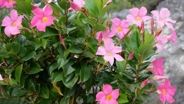 Gärtner-Tipp: Herbstschnitt für Dipladenia