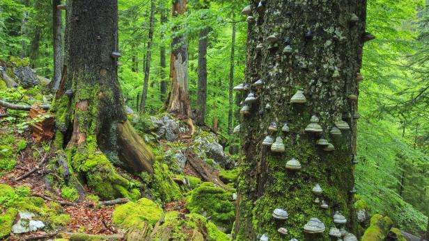 Wald in der Steiermark