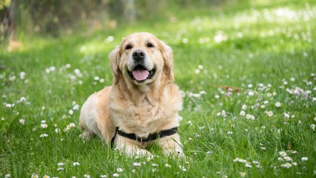 Ein Golden Retriever in einer grünen, blühenden Wiese.