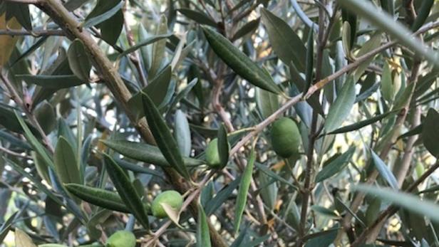 Olivenbaum in Nahaufnahme