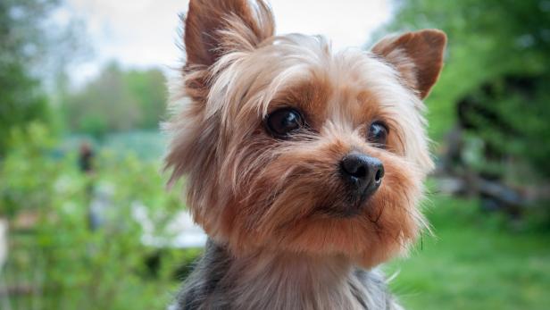 Ein süßer Yorkshire Terrier steht im Garten.