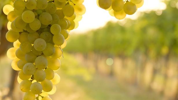 Reife, grüne Weintrauben hängen an einem Weinstock im Weinberg.