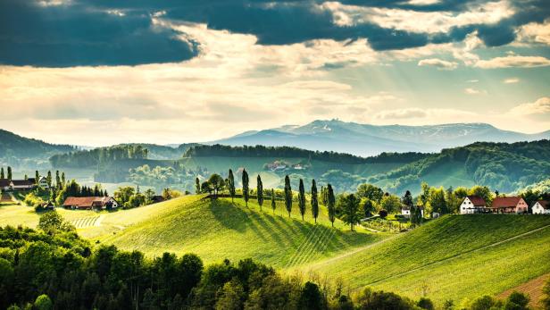 Hügelige Weinberge in der Südsteiermark bei Gamlitz.