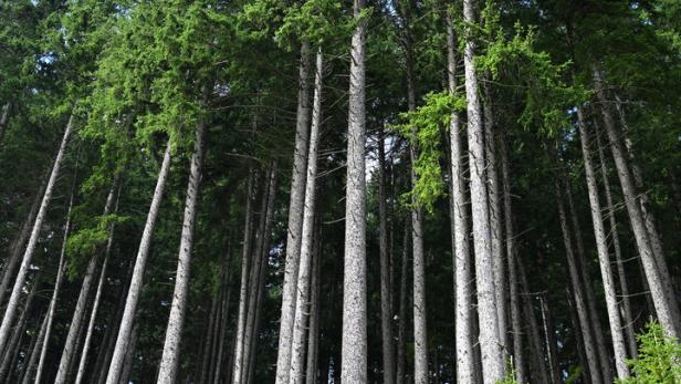 Warum im Burgenland 26.000 Waldbesitzer jetzt gefordert sind