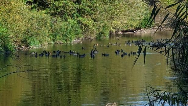 Standort-Debatte um Entenjagd: Zurndorf oder Nickelsdorf?