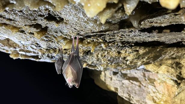 Eine Fledermaus hängt von der Höhlendecke.