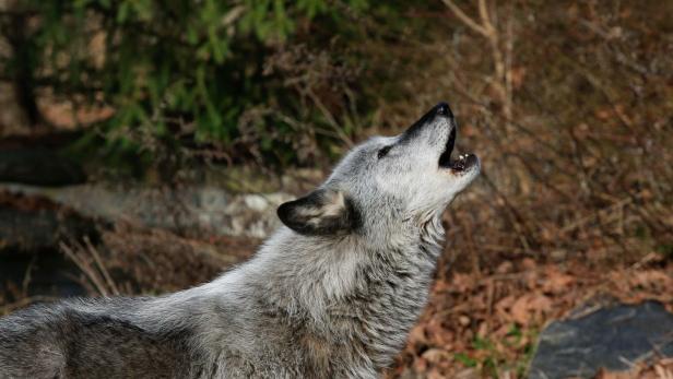 Ein Wolf im Wald