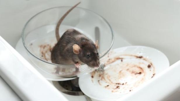 StopRodent: Effizient und sicher gegen Ratten