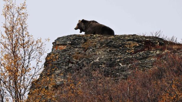 Kanada: Paar von Grizzlybär getötet