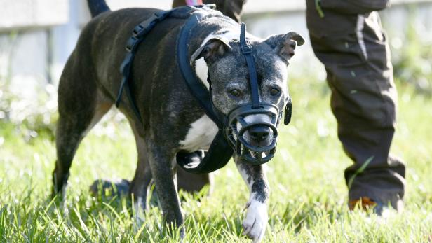 Hundetrainer zu tödlichem Angriff: "Glaube nicht, dass er unauffällig war"