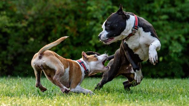 Joggerin von Hund getötet