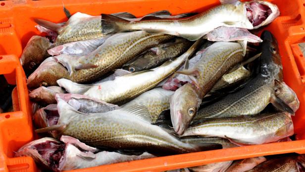 Ein orangefarbener Behälter ist voll mit gefangenem Fisch.