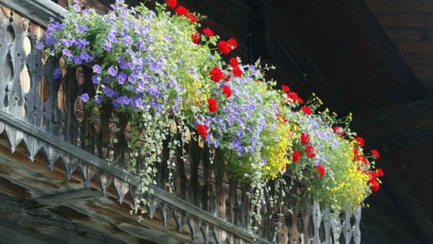 Vertreter von Balkonen geriet auf den Holzweg