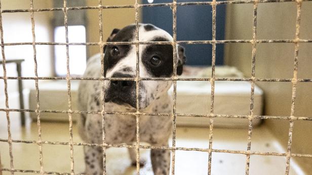 Listenhunde: Die Tierheime sind voll mit Staffordshire Terriern