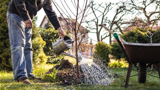 Die häufigsten Fehler beim Obstbaumpflanzen - und wie man sie vermeidet