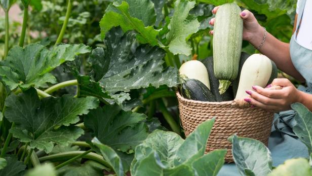 Hands of a girl with a wicker basket close-up. A farmer's wife in a cotton apron holds zucchini. The concept of harvesting in summer and autumn.