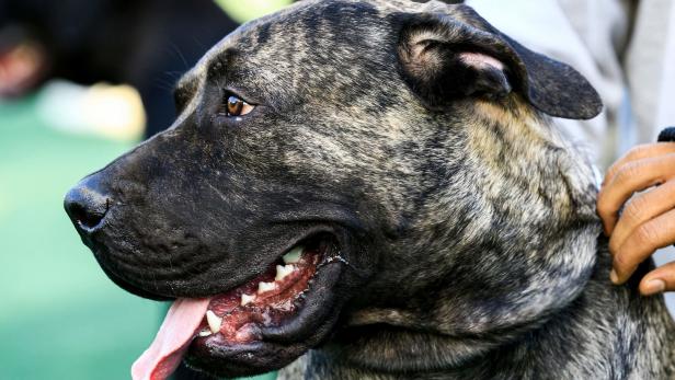 Ein Hund der Rasse Mastiff zeigt seine Zähne.