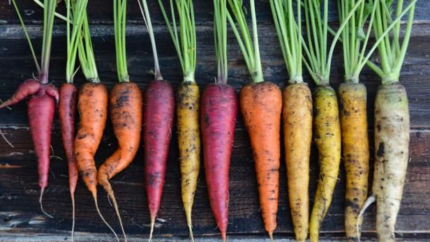 Karotten in verschiedenen Farben, orange, gelb, weiß und violett.