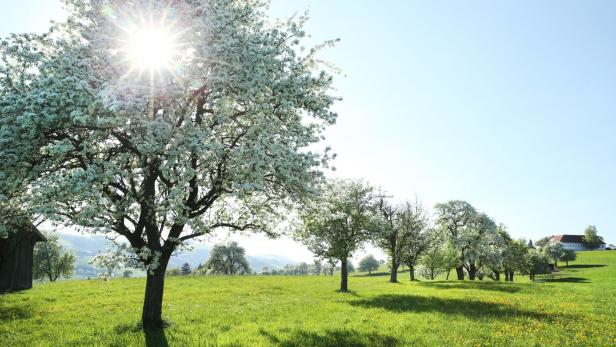 Blühende Birnbäume auf einer grünen Wiese