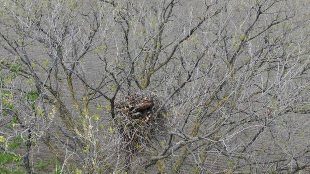 Mäusebussard im Nest erschossen