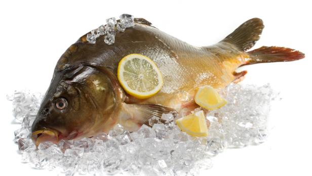 Ein roher Karpfen liegt auf Eiswürfeln, garniert mit Zitronenscheiben.
