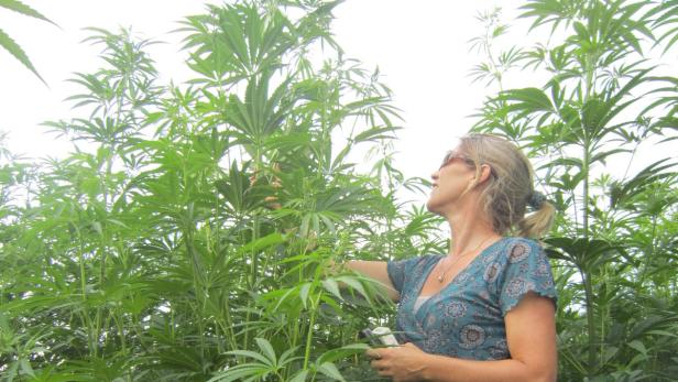 Andrea B. bestritt, Kunden Tipps zur Cannabis-Ernte gegeben zu haben
