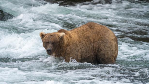 Der fetteste Braunbär Alaskas heißt Grazer