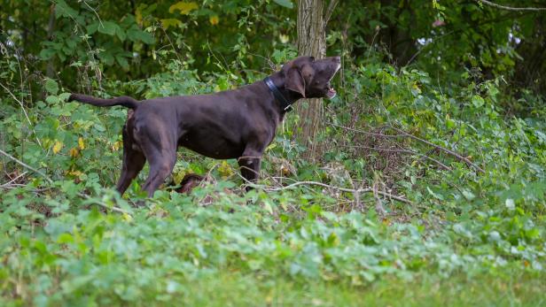Polizeitraining geglückt: Jagdhunde erschnüffeln die Schweinepest