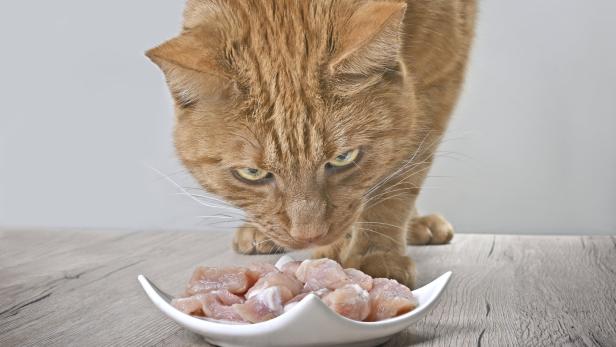 Eine rote Katze schnuppert an Fleischhäppchen.