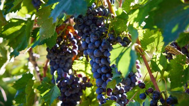 Reife, dunkle Trauben hängen an einem Weinstock.