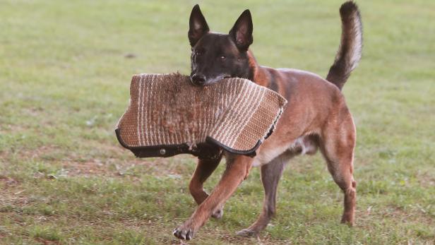 Video: Mann prügelt mit Schlagstock auf Schäferhund ein