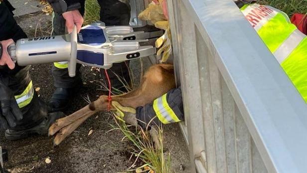 Feuerwehr rettete Reh am Wienerberg mit schwerem Gerät