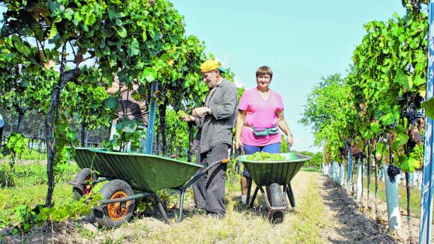 Wein-Bauern beim Ernten