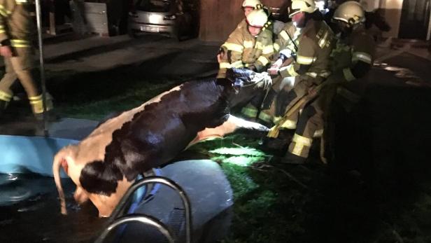 Eine Kuh ist in einen Pool gefallen und wird von der Feuerwehr gerettet.