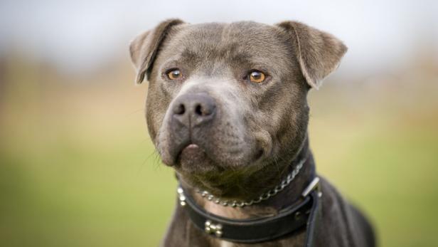 Ein American Staffordshire Terrier schaut freundlich in die Kamera.