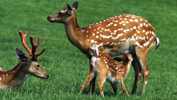 Mehr Wildbauern in Oberösterreich gesucht