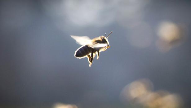 Eine Biene kehrt am 05.03.2013 am Lohrberg in Frankfurt am Main (Hessen) zu ihrem Stock zurück. Die warmen Temperaturen und der Sonnenschein lockten die Insekten zur Nahrungssuche ins Freie. Foto: Frank Rumpenhorst/dpa +++(c) dpa - Bildfunk+++