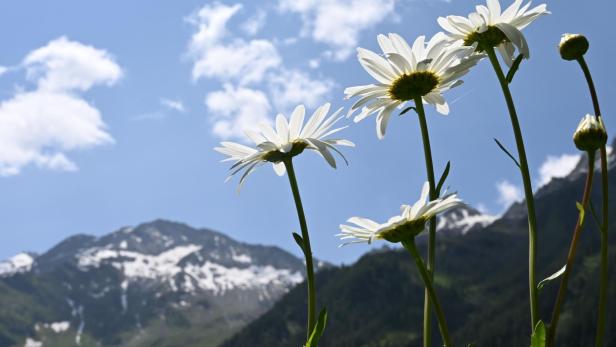 KLIMA-SOMMERSERIE: PRESSEREISE "STEIN- UND GAMSWILDFORSCHUNG IM NATIONALPARK HOHE TAUERN"