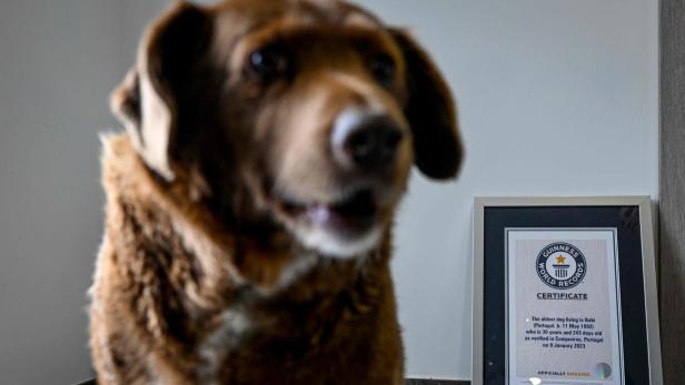Hund Bobi sitzt vor seiner Guinness-Welt-Rekord-Urkunde.