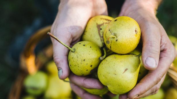 Magere Ernten beflügeln die Mostobstaktivisten zu vielen Aktionen rund um Baumkulturen und Steuobstwiesen