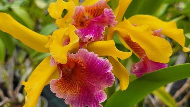 Eine gelb-pinke Orchideen-Nachzüchtung in Schönbrunn