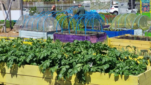 Paprika im Stadtpark: Britische Stadt erlaubt Gemüseanbau auf Gemeindeflächen