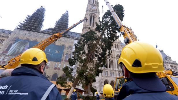 Der Wiener Weihnachtsbaum am Rathaus: Ein Quiz