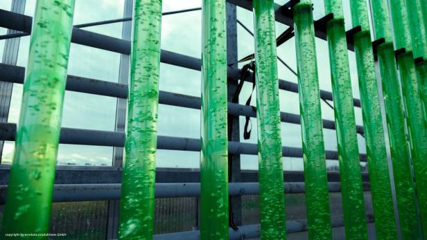 Mikroalgen werden in 5,5 Meter hohen Glasröhren produziert.