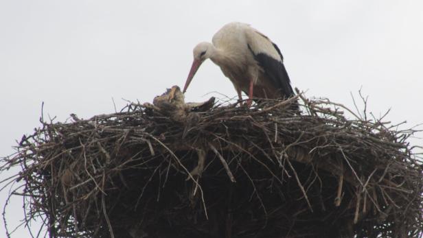 Toter Jung-Storch in Jennersdorf