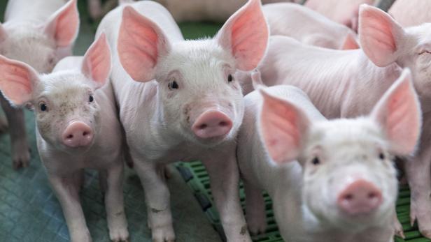 Die Erzeuger-Preise für Schweine sind im Keller.