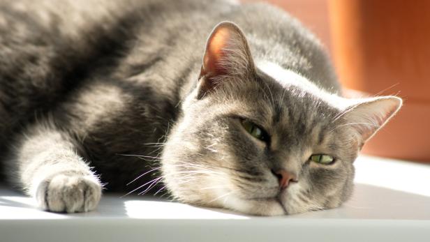 Eine graue Katze liegt in der Sonne.
