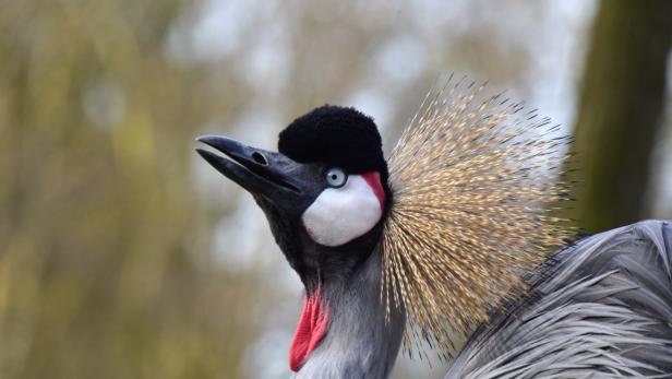 NÖ: Vogelgrippevirus raffte Kronenkranich in Zoo dahin