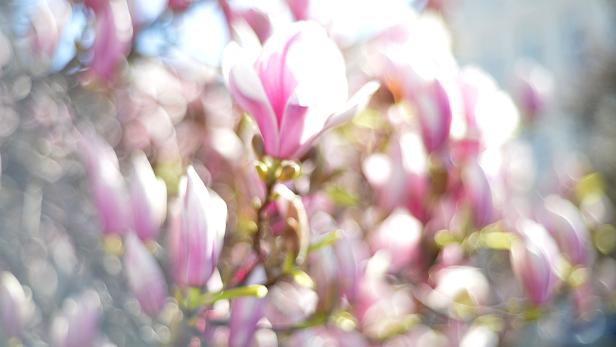 Früh lassen die warmen Temperaturen heuer die Magnolien am Salzburger Makartplatz aufblühen