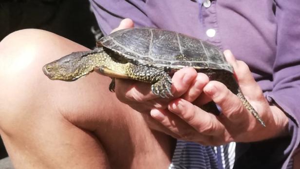 Immer mehr Schildkröten werden im Burgenland gesichtet.